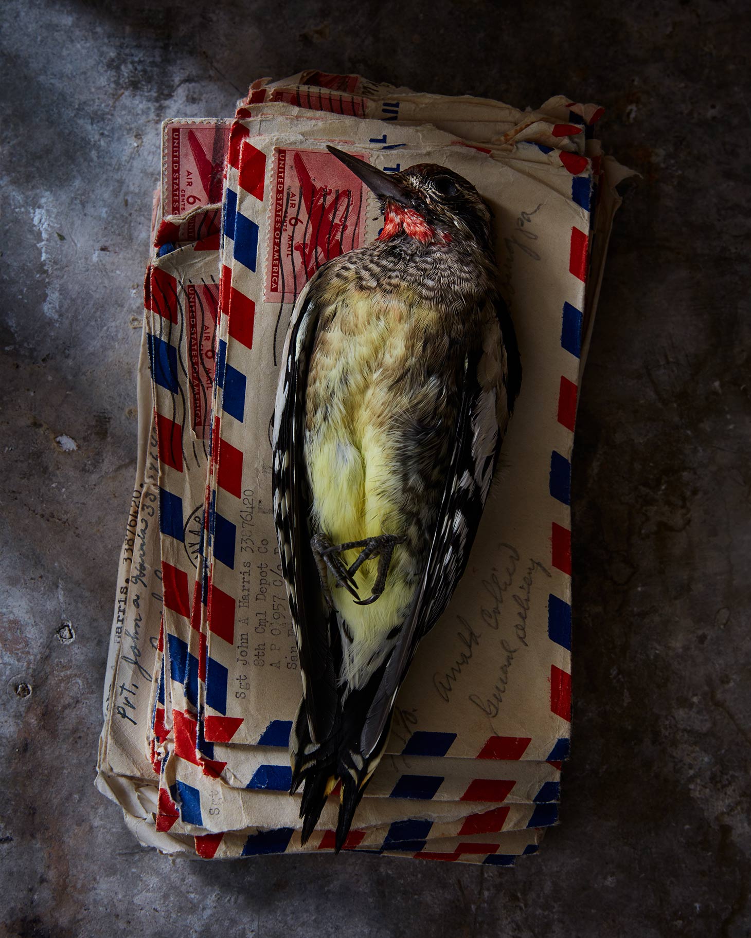 still life photograph of a fallen bird on a stack of old letters