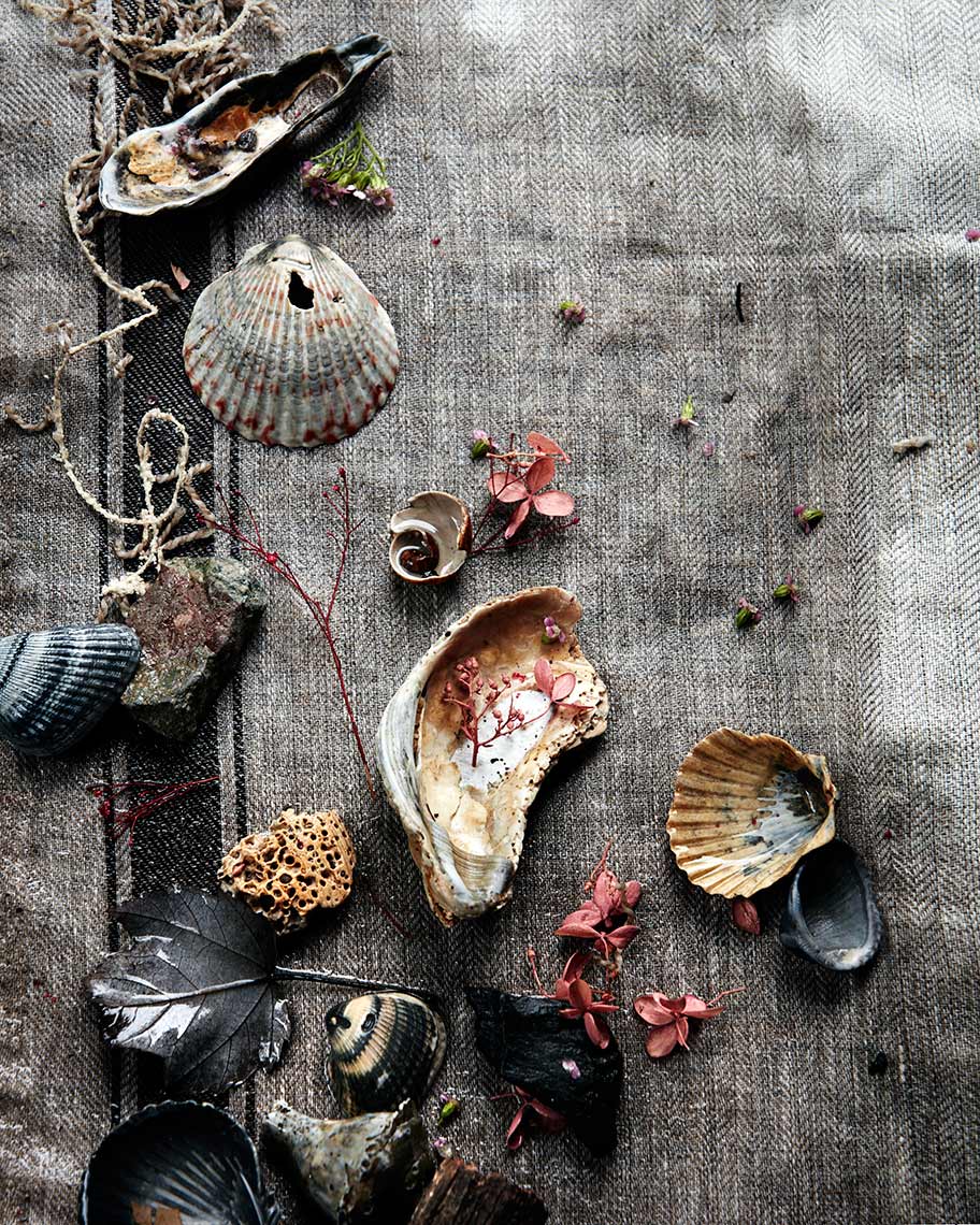 still life photograph showing shells on an old fabric background
